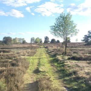 Hatha-Yoga-Online (vormittags) – ab 27. August